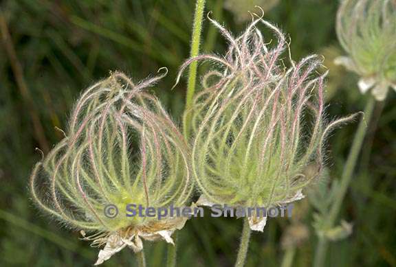 geum triflorum 4 graphic